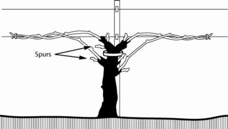 Cane Pruning Example